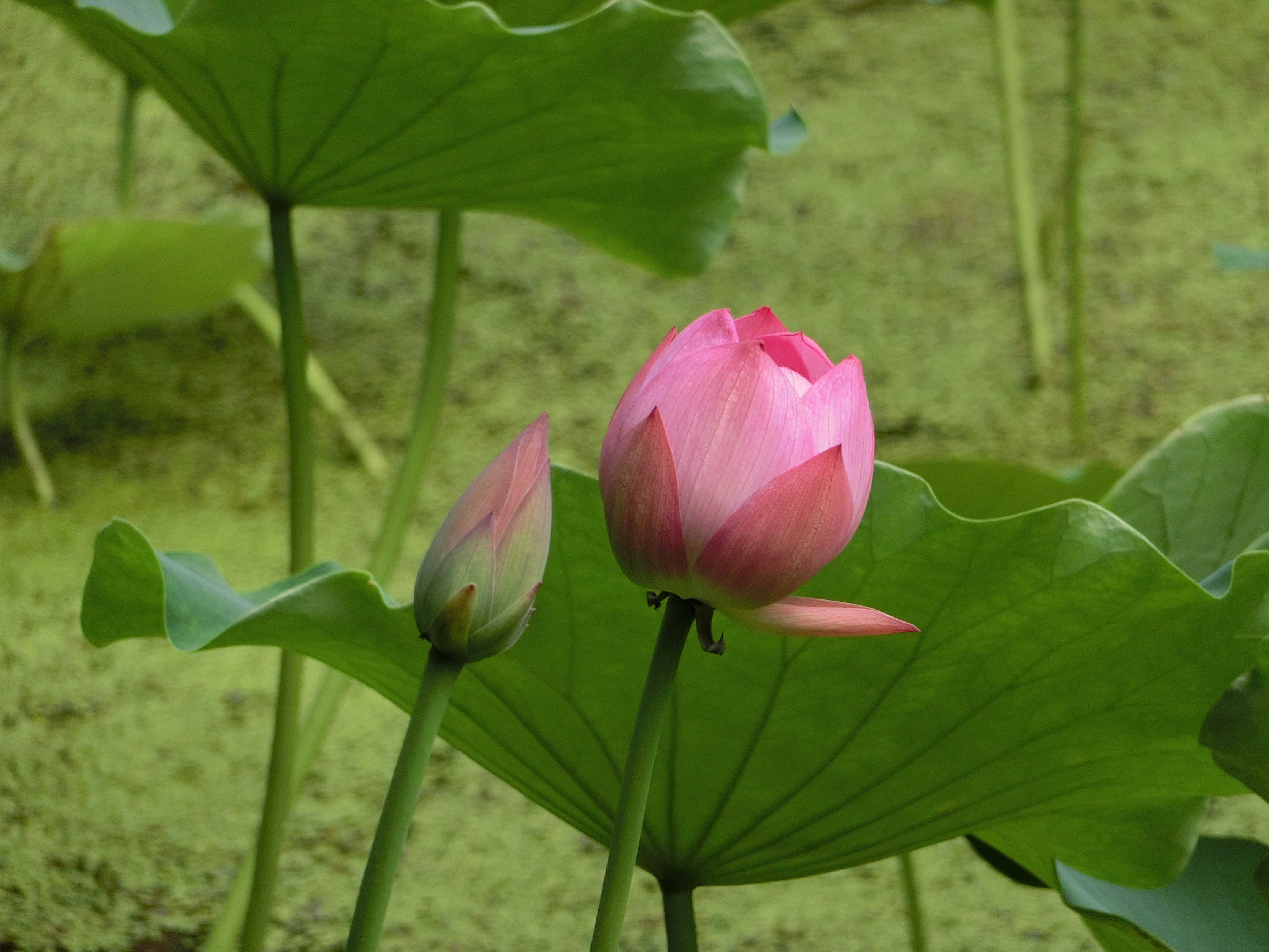 成都行